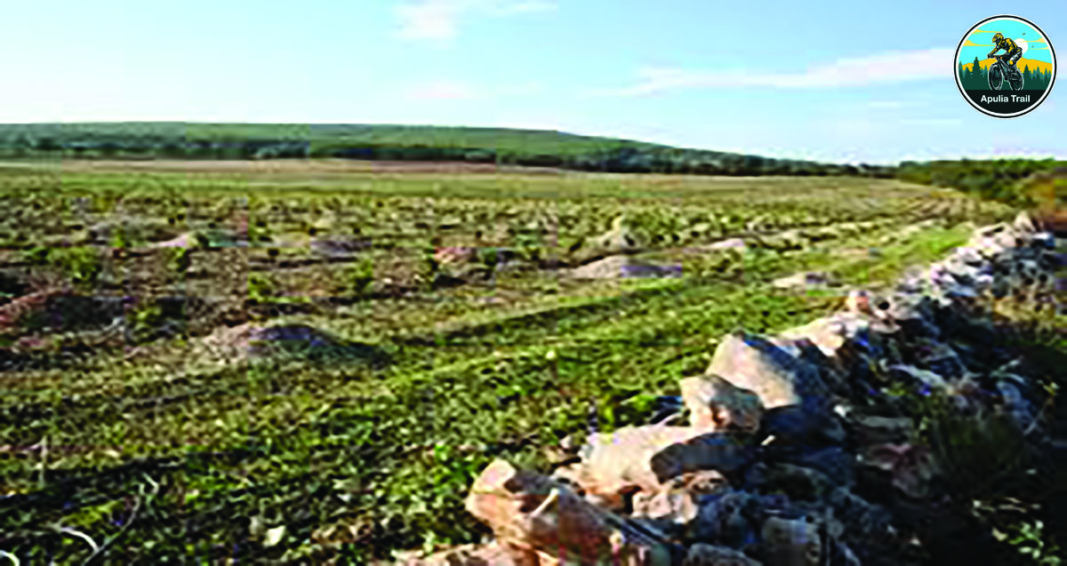 Murgia